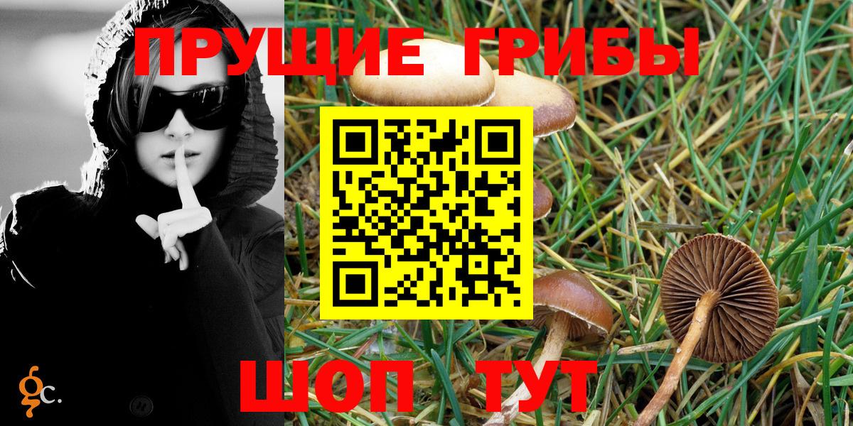 Галлюциногенные грибы Psilocybine cubensis  Вход с VPN  Галлюциногенные грибы Psilocybine cubensis  Гусев 